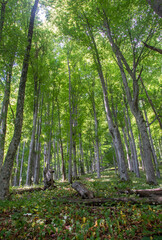  Krokar primeval, virgin forest in Kočevje, Slovenia. Year 2021 