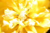 Fototapeta  - Kwiat żółty makro płatki