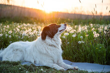 Dog Portrait In Dandelion Field At Sunset