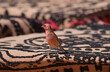 A male sinai rose finch Carpodacus synoicus standing on an ornate carpet used to sit on to eat outside in the Jordanian desert
