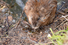 Wild Animal Muskrat Eating On The Riverbank Close-up
