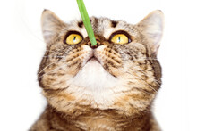 Cat Sniffs The Grass On A White Background. Cat Muzzle And Blade Of Grass Isolated.