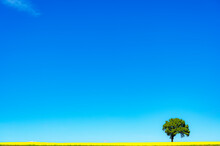 Rapeseed Field And Lonely Tree