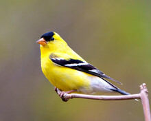 American Goldfinch Photo And Image. Close-up Profile View, Perched On A Twig With A Soft Defocused Background In Its Environment And Habitat Surrounding And Displaying Its Yellow Feather..plumage.