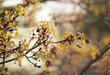 Japanese red maple flowers. Spring flowering plants. Close up. Selective focus.	