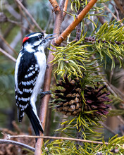 Woodpecker Photo And Image. Close-up Profile View Climbing On A Pine Tree With Pine Cones In The Forest Environment And Habitat. Image. Picture. Portrait.