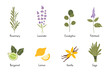 Set of popular essential oil plants, cartoon style. Concept of nature aromatherapy. Trendy modern vector illustration isolated on white background, hand drawn