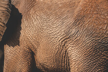 Closeup Of Smooth And Wrinkled Leather Like Texture Of Wild Animal Elephant While Roaming And Moving Freely