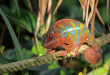 Chameleon Walking On A Rope In The Jungle