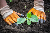 Fototapeta Koty - hands planting a cucumber seedling in the soil