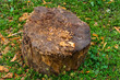 stump in the grass