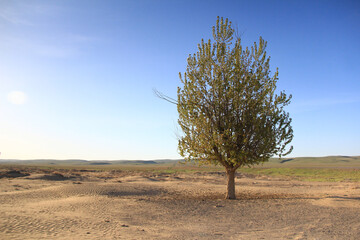 Wall Mural - On a sandy glade in the Altyn-Emel steppe, on the right, there is a green tree, clear sky, hills in the distance, a distant view into the steppe, on the left, sunlight, summer