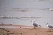 Two seagulls sit on a sandy beach as waves roll in on Lake Michigan.