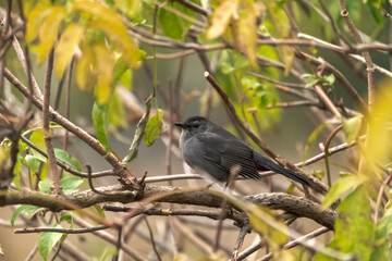 Wall Mural - a close up bird wildlife photograph of a gray catbird perched in a tree in autumn in the midwest.