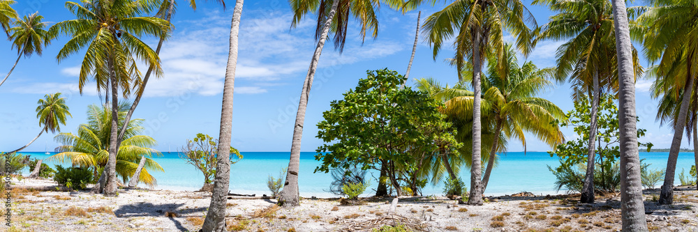 Tropical beach panorama with palm trees Stock Photo | Adobe Stock
