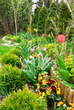 Fototapeta Tulipany - Rabaty w ogrodzie. Tulipany i bratki.