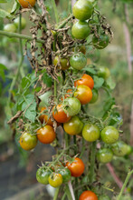 Growing Tomatoes Plant Affected By Leaf Disease And Pests In The Garden Bed. Organic Bunches Of Ripe Red Tomatoes Are Ready To Be Harvested. Tomato Plant Infected With Blight. Selective Focus