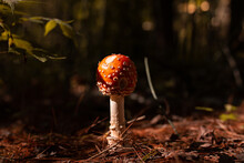 Mushroom In The Forest Fairy Hunting Nature In The Great Outdoors