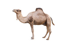 Dromedary Or Arabian Camel Isolated On White Background
