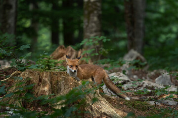 Wall Mural - Red fox in the forest. Fox is looking for food. Nature in Slovenia wood. 