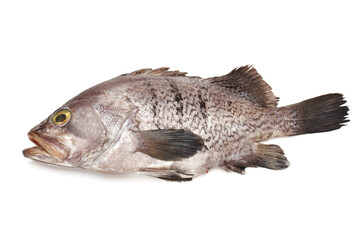 Wall Mural - Fresh Grouper on white background