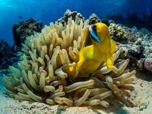 Anemonefish (Amphiprion) In A Host Anemone. Fish Called Nemo.