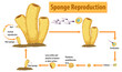 Diagram showing sponge reproduction