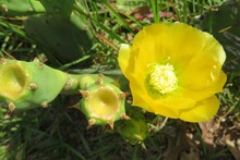 Beautiful Yellow Cactus Flowers (opuntia Stricta) In Florida Nature