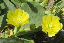 Beautiful Yellow Cactus Flowers (opuntia Stricta) In Florida Nature