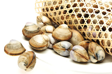 Poster - fresh raw Surf clam on white background