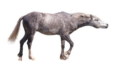 Profile Of Grey Horse Isolated On White