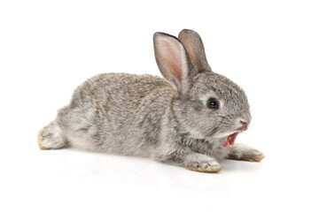 Wall Mural - rabbit isolated on white background