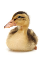 Canvas Print - Duckling on white background 