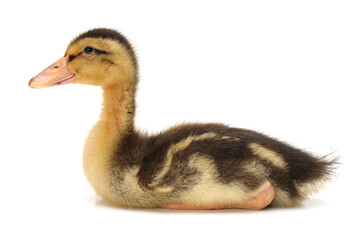 Canvas Print - Duckling on white background 