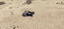 Hatchlings Walk Into The Sea Defocused Background