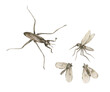 Watercolor vintage illustration with water strider, mosquito and midge isolated on white. Swamp collection.
