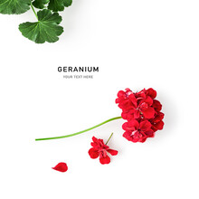 Red Geranium Flowers And Leaves Creative Layout