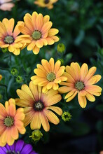 Osteospermum Ecklonis. Super-cluster Of Rows Of African Daisies Of All Hues And Colors . These Amazing Summer Blooms Make For Spectacular Viewing, Amongst The Worlds Greatest Daisies Collections. 