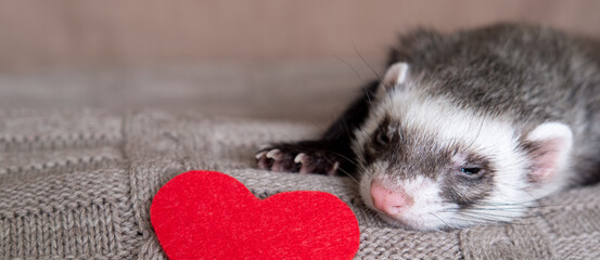 Wall Mural - Gray-black sable ferret with a heart Domestic ferret concept. Exotic pet care concept. Isolated on background