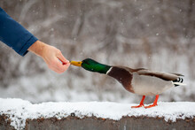 A Man Feeds A Duck Bread From His Hand In Winter In A Public Park. Duck Birds Are Standing Or Sitting In The Snow. Migration Of Birds. Ducks And Pigeons In The Park Are Waiting For Food From People.