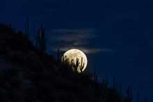 Sagauro Cactus Silhouetted By The Rising Full Moon In Arizona's Sonoran Desert. Dark Blue Sky And Wispy Clouds In The Background. 
