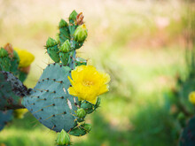 Beautiful Yellow Blossom Of Prickly Pear Cactus Flower (Opuntia Humifusa) In Texas Spring. Cactus Fruits And Pad With Spines. Copy Space.