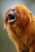 A Portrait Of A Golden Lion Tamarin Screaming Out Loud
