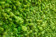 green moss texture background close up