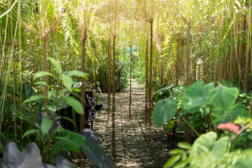 Wall Mural - The fresh green, green leaves background in sunny day, forest trees nature green leaves.