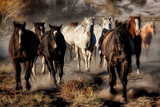 Fototapeta  - Herd of wild horses running free.