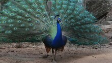A Blue Peacock Fanning Its Tail In Nature.