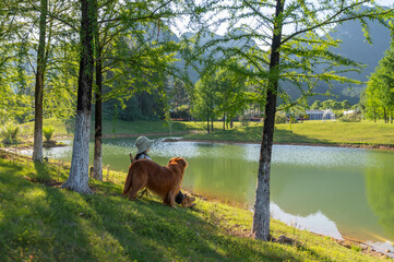 Poster - Golden Retriever accompanies its owner by the lake