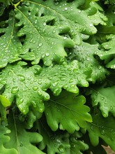 Beautiful Oak Green Leaves With Water Drops After Rain. Nature Background. Droplets On The Leaf. Spring Concept.