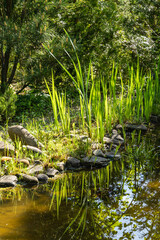 Wall Mural - Green leaves of Iris pseudacorus (yellow flag, yellow iris) are reflected in clear water of overgrown pond. Blurred background of evergreens in background. Nature concept for design. Selective focus.